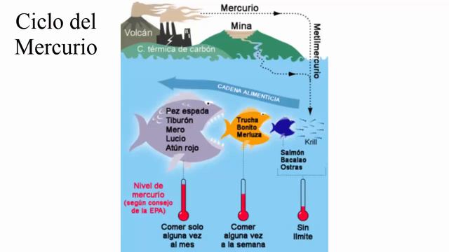 Biosorcion mejorada de mercurio por celulas bacterianas con MerR de superficie mostrada смотреть онлайн
