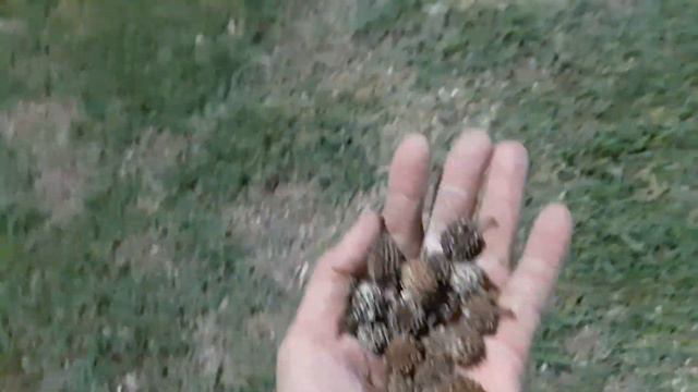 HOW LITTLE ISLANDER DOES HIS ART🥰 PLEASE VOTE FOR JOSEPH IN PALAU 🇵🇼 🇵🇭#micronesia #palau#oceana смотреть онлайн