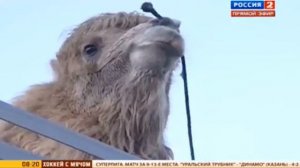 Видео дня Эльбрус Нигматуллин поднял 700 килограммового верблюда