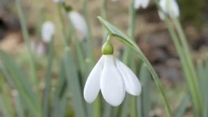 Седакъет Керимова: Чир хьанайтIа