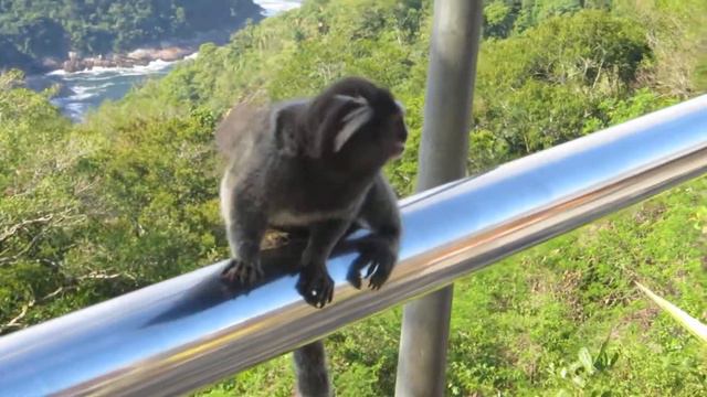 Рио Игрунка 3 смотреть онлайн