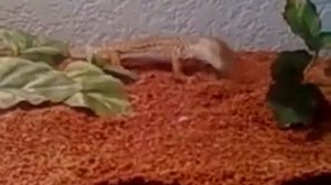 Buddy eating some crickets