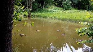 Утки на пруду, вблизи источника Юзя в Трускавце