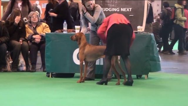 Crufts 2010 Visla.avi смотреть онлайн