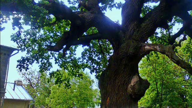 Legenda „Stejarul lui Ștefan cel Mare” смотреть онлайн