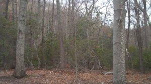 Bundoran Farm - Homesite G-05 Albemarle County