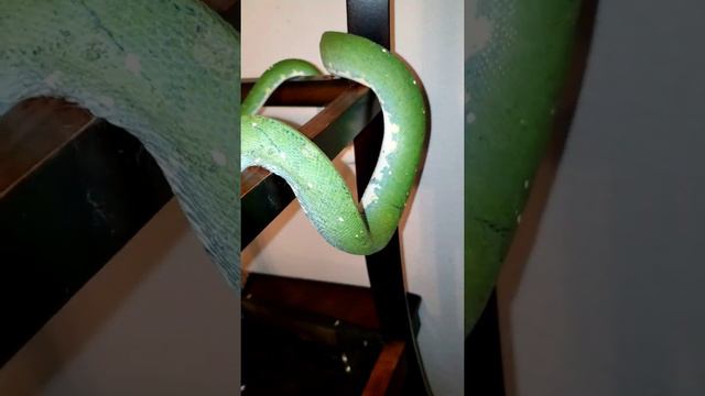Handling biak Green Tree Python