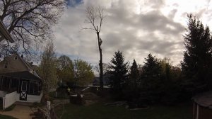 Tree Removal Spring 2015