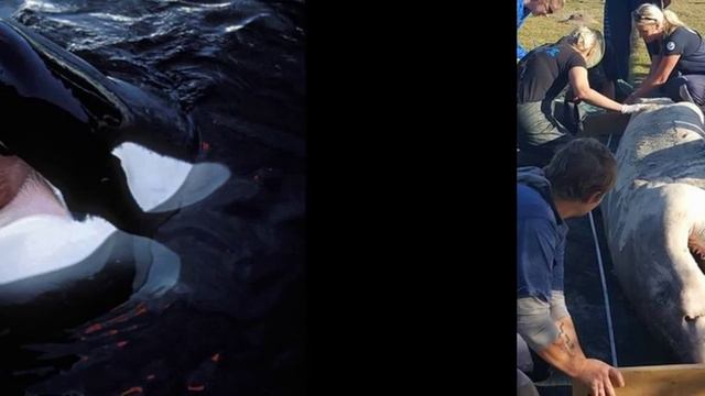 Great White Shark v Killer Whale смотреть онлайн