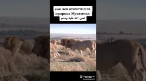 лев отомстил за Пророка Мухаммада с. а. в