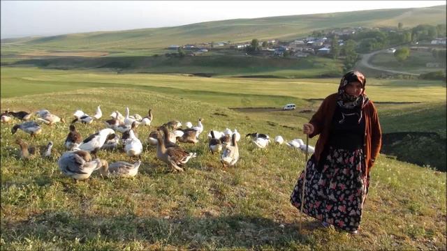 aşık zülfiye arağ sohbeti смотреть онлайн