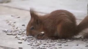 Ekornunger på hagebesøk / Red squirrel baby