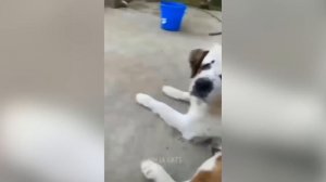 Забавные животные№117