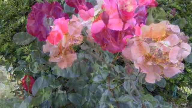 Стефка Съботинова - Милуш на Янка думаше смотреть онлайн