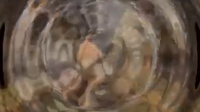 ალექსანდრე ჭავჭავაძე ''გული წამართვი'' მაია სიჭინავა /Author songs maia sitchinava смотреть онлайн