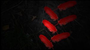 Creepypasta - El búho de plumas rojas - Nota 1º