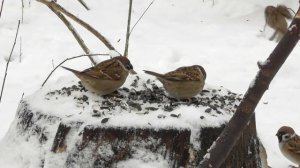 Полевые воробьи на лесной кормушке ( Passer montanus )