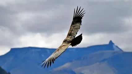 Полёт кондора | Лео Рохас | Флейта Пана | Красивая музыка |