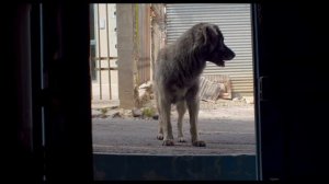 Sebastián Moro, el caminante / Tráiler