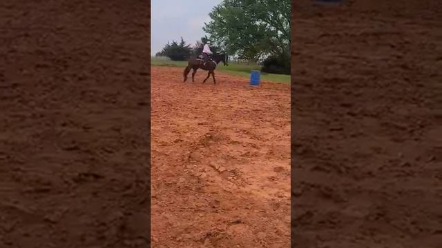 Elvis Cole gelding 4 смотреть онлайн