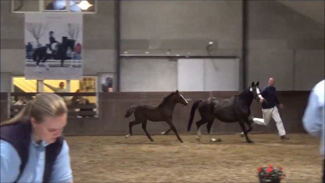 Præmie Hingsteføllet Dress Royal M født d 2/6 2018 www.campenauktioner.dk смотреть онлайн