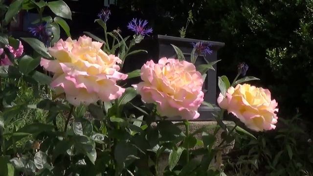 Thiers - Roses смотреть онлайн