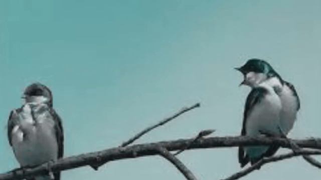 Νάντια Κωνσταντοπούλου - Το δάκρυ (Der Träne) смотреть онлайн