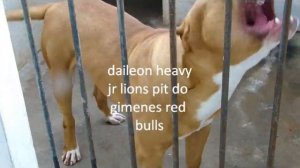 daileon heavy jr lions pit (2)