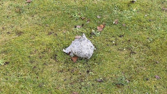 Våthults kyrkogård - Cajsa Jonasdotter смотреть онлайн