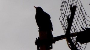 ZOZOA ANTENAN ABESTEN / Turdus merula _2019.04.18_ (Mirlo común cantando en la antena _)_