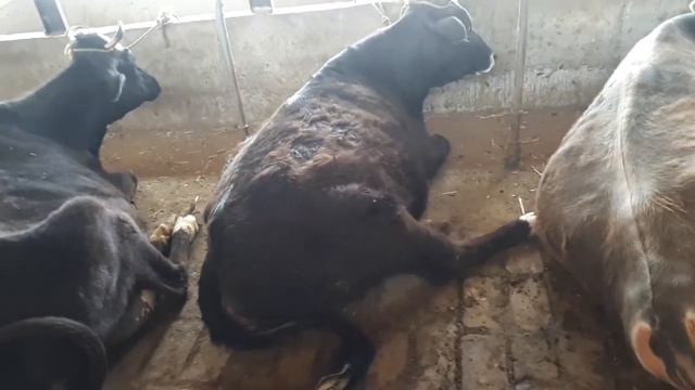 2 ТА МОЛ ОЛИБ 1 ТА МОЛНИ СОТИШ КЕРАК. смотреть онлайн