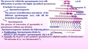 Histology of Testis & different spermatogenic cells