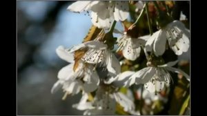 Frühling