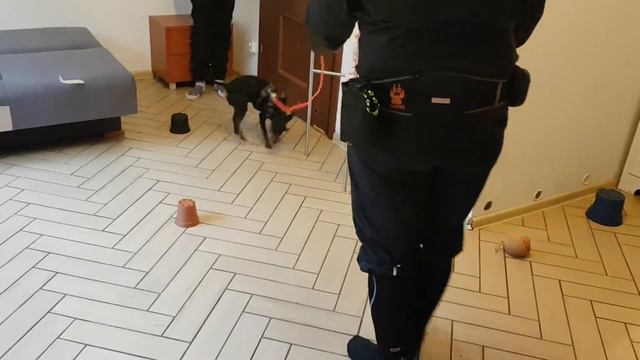 Nosework, zawody drużynowe, ring 3, Annowka, 09.03.2019, Darek i Porsche смотреть онлайн