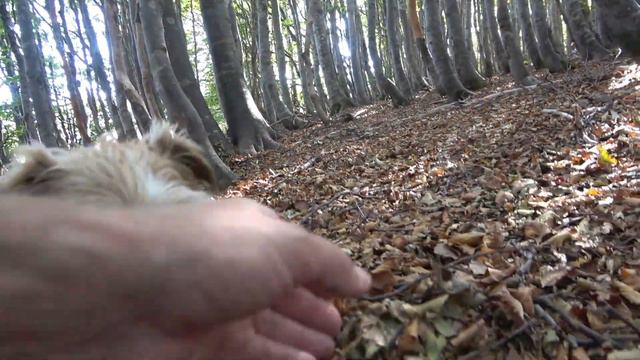 Auguri di buone feste - video inedito funghi porcini 2023 con Pedro смотреть онлайн