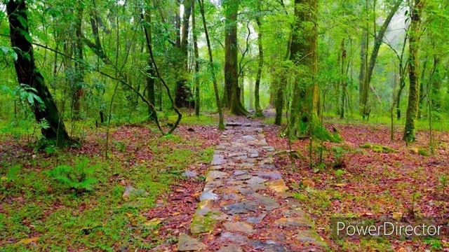 CD 5 - 12 " You never walk alone" - Thomas S. Monson смотреть онлайн