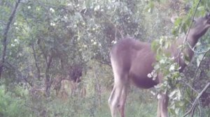 Лоси видео фотоловушки