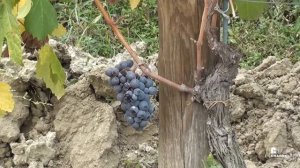 Live from the vineyard with Roberto Voerzio - puntata 7