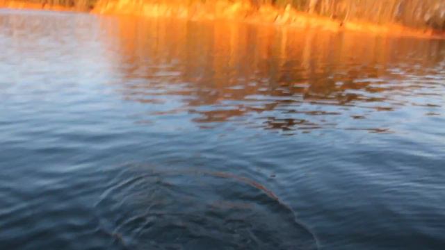 Kerr Lake Spring Fishing: Stripers, Drum, and Bass смотреть онлайн