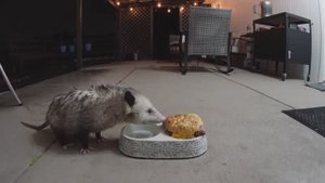 Опоссум ест бургер с сыром Чеддер и говяжьей котлетой