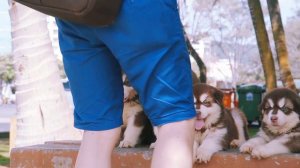 Five Cute 1.5 Months Old Alaska Puppies Playing On Vung Tau Park 2 | Viral Dog Puppy