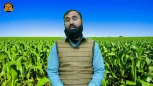 How to control stem borer of spring maize || Bilal Kanju Official