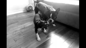 Boston Terrier Diego and Matilda: The bone fight (slow motion)