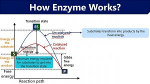 What are Enzymes? | Mechanism of Enzyme Action | How Enzymes work?