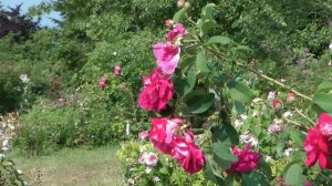 The roses of Klein-Karben