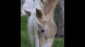 Sebastian- Haflinger Gelding