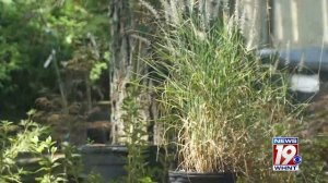 Garden Tips: Landscape Grass