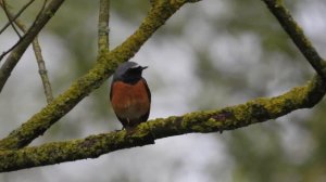 vogel video kingfisher  stellers zeearend  natuur