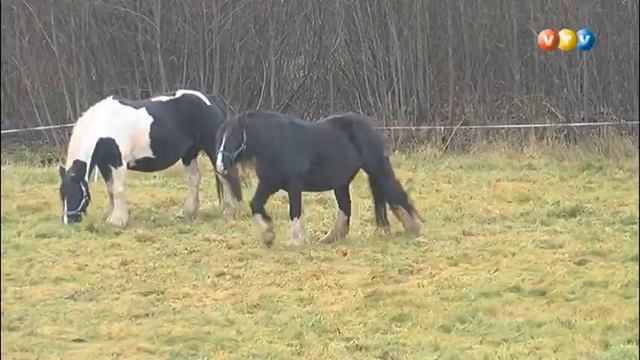 Katvaru pagasta Z/s ''Priedītes'' audzē šķirnes zirgus смотреть онлайн