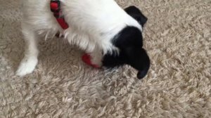 Jack Russell Monty spielt mit Kong